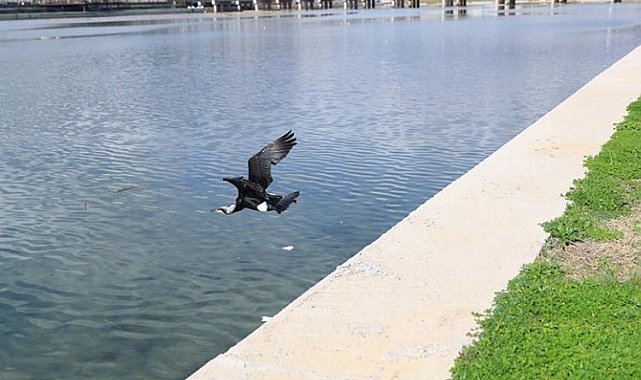 Tedavi edilen Karabatak Boğaçayı'na salındı