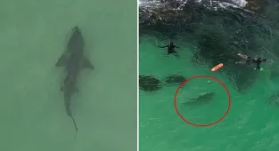 Tense moment shark swims underneath spear fishermen at popular beach