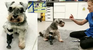 Three-legged dog can enjoy walkies again with new prosthetic paw