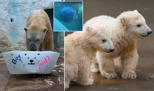 Toledo Zoo finally reveals gender of twin polar bear cubs