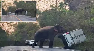 Watch as wild elephant rams truck as driver refused to wait