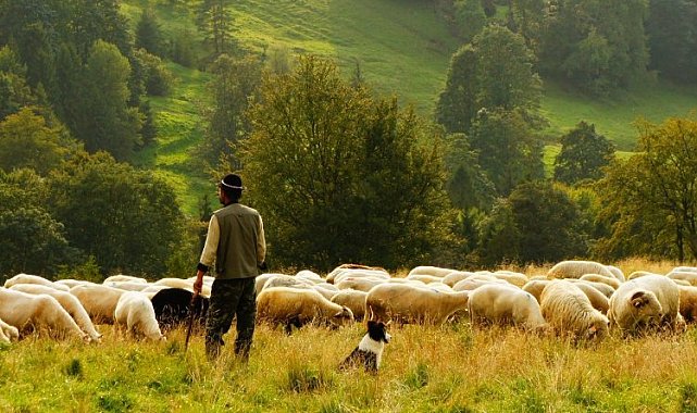 Bingöl'de 15 bin lira maaşla çoban aranıyor