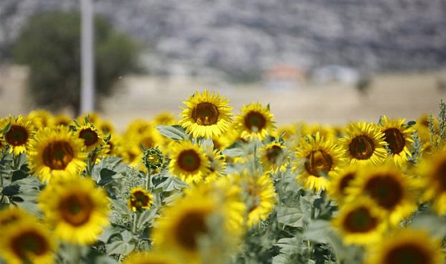 Çiftçinin yüzünü güldüren hibe