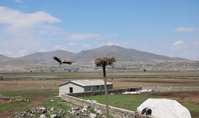 Göçmen leylekler Hürmetçi Sazlığı'nda
