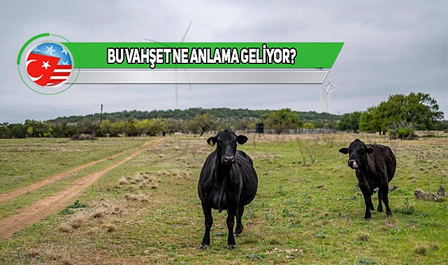 Texas'ta Dilleri Kesilmiş Halde 6 Ölü İnek Bulundu