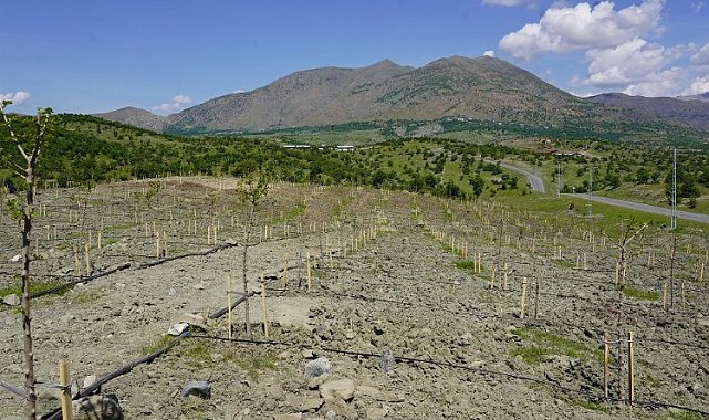 Diyarbakır Kulp'da  400 dut fidanı dikildi