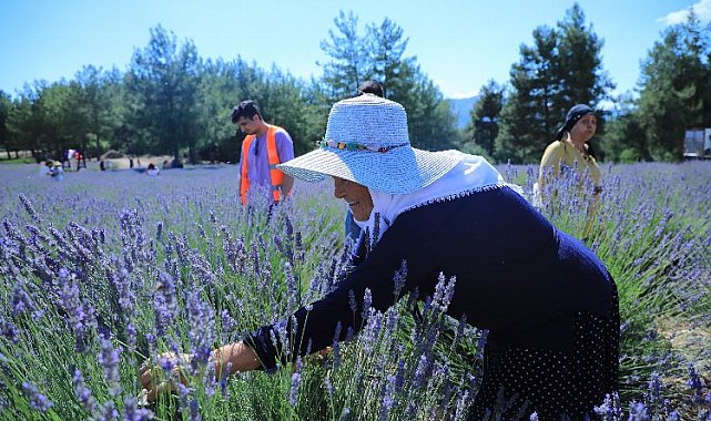 Muğla'da lavanta kokulu hazırlık
