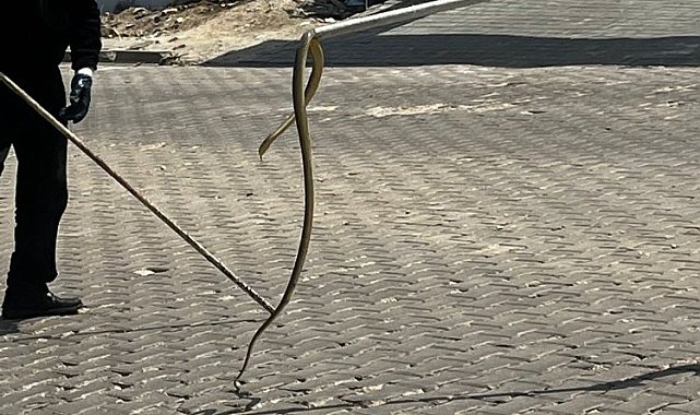 Bozüyük'te araç tekerleğini saran yılanı itfaiye ekipleri çıkardı