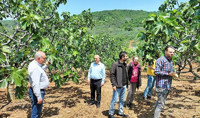 'Bursa Siyah İnciri'ne yerinde teknik inceleme