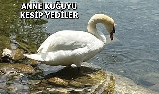 New York'ta Kuğu Yiyen Gençlere Gözaltı