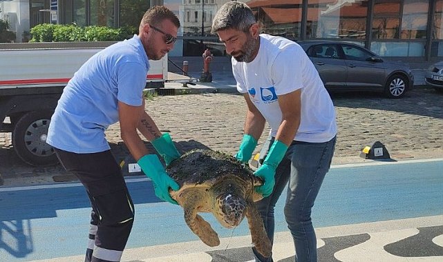 Yaralı Caretta İzmir'i sevdi