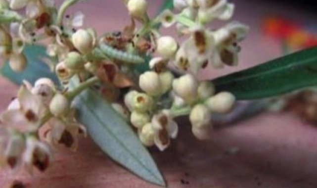 'Zeytin Güvesi Çiçek Nesli' ilaçlaması başladı