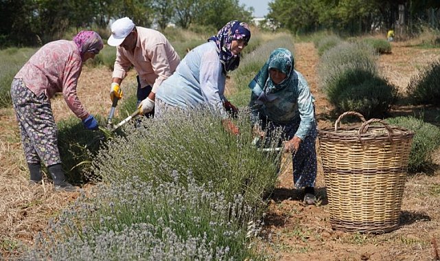 CHP'li Değirmendereli'nin hedefi lavanta ekimini yüzlerce dekara çıkarmak