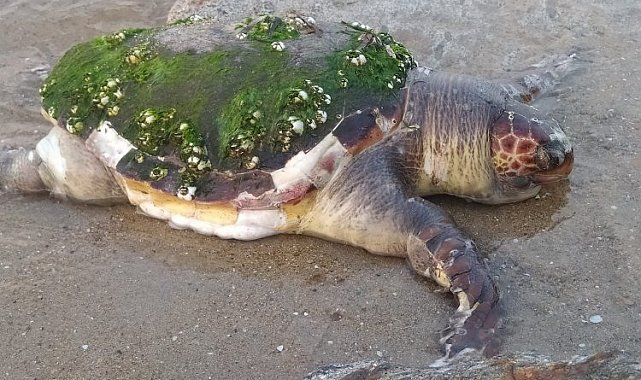 Edirne Enez'de yaşlı kaplumbağa karaya vurdu
