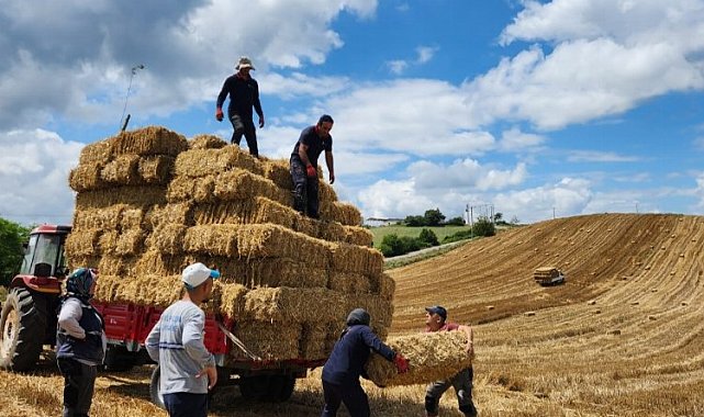 İzmit buğday balyalarını üreticilerle paylaşacak