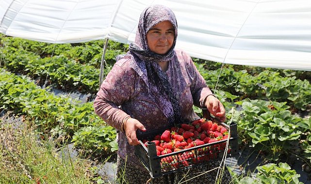 Muğla Köyceğiz Yaylaları'nın çilekleri raflarda