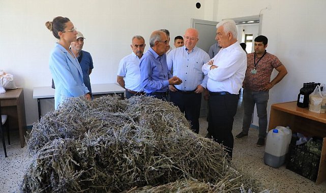 Muğla'da 212 dekar arazi lavanta ile buluştu