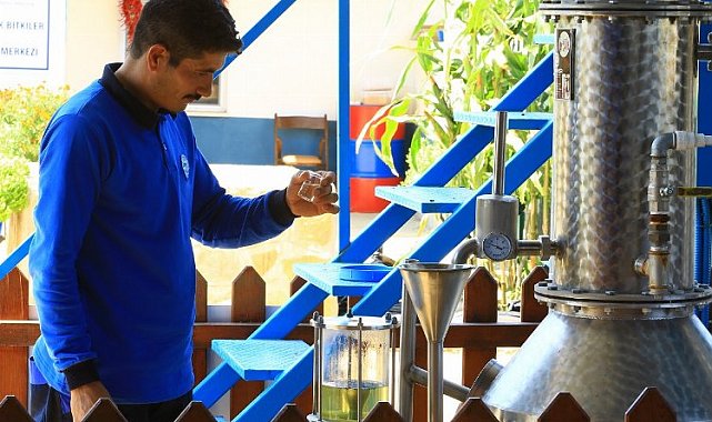 Muğla'nın aromatik bitkileri işleniyor