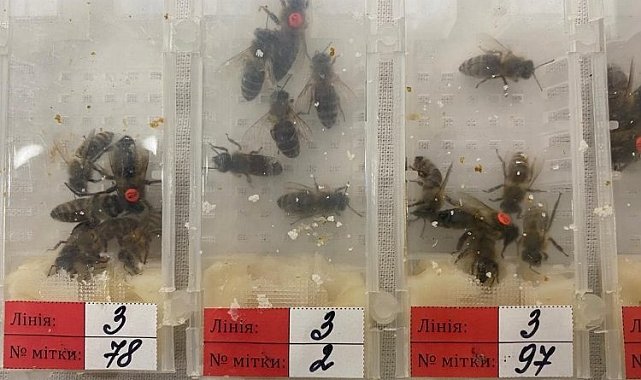 Sabiha Gökçen'de 'canlı arı' avı!