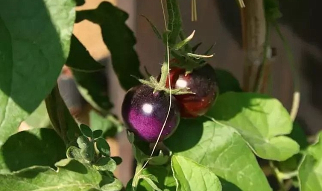 ABD'de Almak İçin Sıraya Giriyorlar