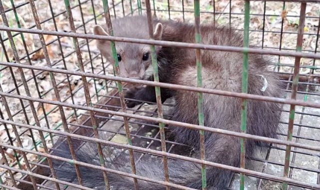 Bursa'da mazgala düşen kaya sansarı doğal ortama salındı