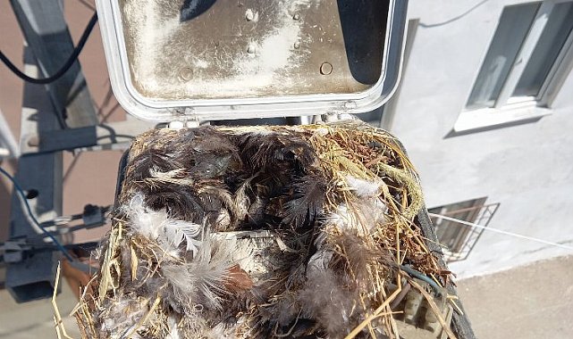 Bursa'da sokak lambası bakımında sürpriz misafir