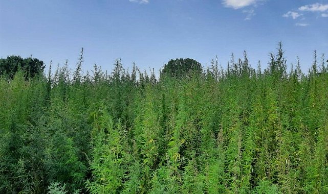 Edirne'de Jandarmadan kenevir operasyonu