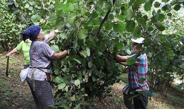 Fındık üreticileri işçi sıkıntısı çekmiyor
