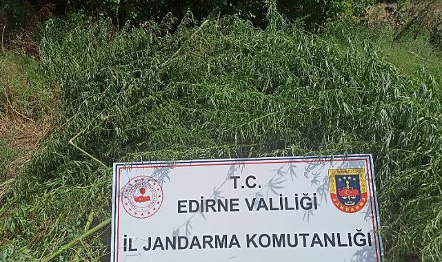 Jandarmadan kenevir operasyonu