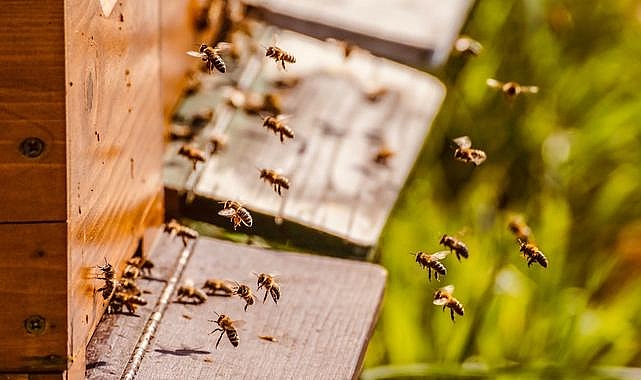 Kanada'da arı alarmı: Kovanlar yola saçıldı, 5 milyon arı etrafa dağıldı