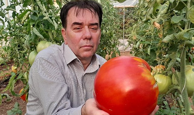 Pazaryeri'nde bu domatesleri gören şaşırıyor!