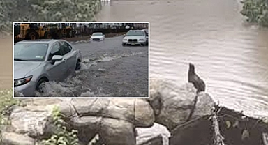 Cantral Park'ı su bastı, ünlü deniz aslanı Sally hayvanat bahçesindeki yerinden çıktı