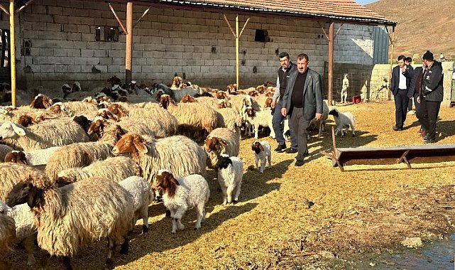 Depremden etkilenen yetiştiricilere 43 bin küçükbaş hayvan