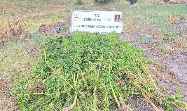 Edirne'de 450 kök kenevir bitkisi ele geçirildi