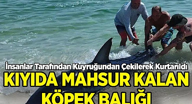 Kıyıya Vuran Köpek Balığı Kuyruğundan Çekilerek Kurtarıldı