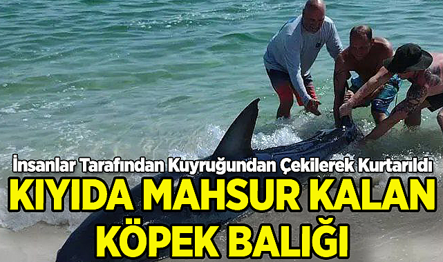 Kıyıya Vuran Köpek Balığı Kuyruğundan Çekilerek Kurtarıldı