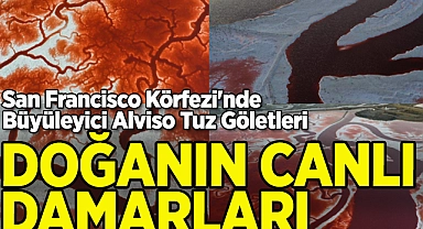 San Francisco Körfezi'nin Canlı Damarları