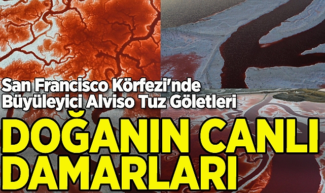 San Francisco Körfezi'nin Canlı Damarları