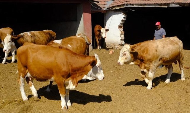 Üreticiye damızlık boğa desteği