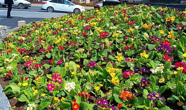 Kayseri Büyükşehir şehre 1 milyon çiçek dikecek