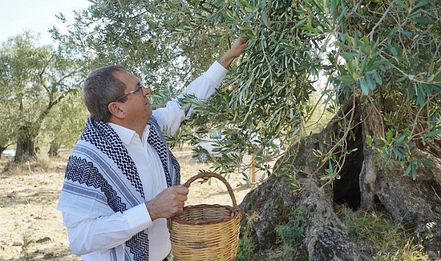 Ayvalık'tan 'Dünya Zeytin Ağacı Günü' mesajı