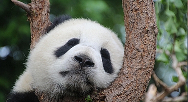 Çin Devlet Başkanı Jinping ABD’ye panda yollayacak: Dostluk elçisi olacaklar!