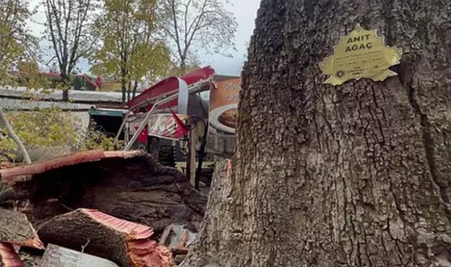 Kozahan'daki Tarihi Çınar'dan sadece kökü kaldı