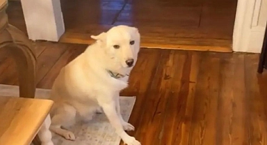 Merakın sonu veterinerde bitti!