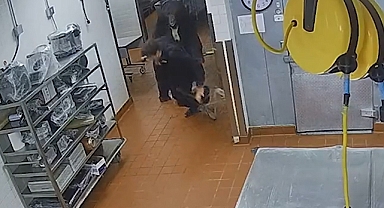 Otelin mutfağına giren ayı, görevliye saldırdı: Olay anı güvenlik kameralarına yansıdı