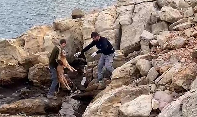 Bodrum'da denize düşen köpek kurtarıldı