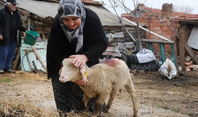 Eskişehir Büyükşehir'den üreticiye küçükbaş desteği