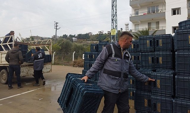 Hataylı zeytin üreticisine sandık dağıtımı