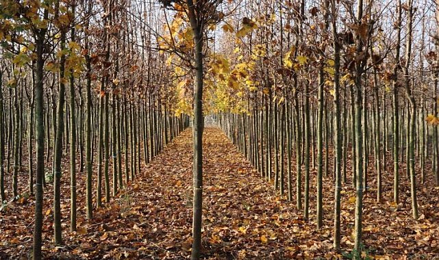 Kocaeli'nin yetiştirdiği fidanlar kente nefes oluyor