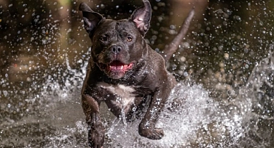 Almanya'da American Bully XL dehşeti: Köpek sahibini öldürdü